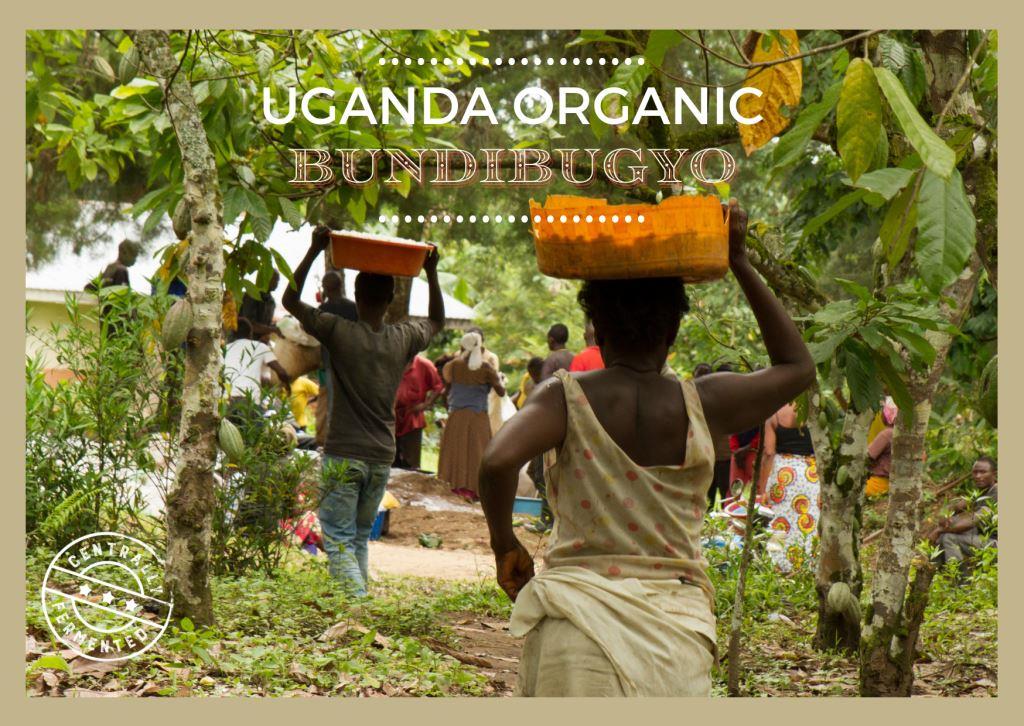 Granos de cacao de cacao orgánico Bundibugyo de Uganda 1 kg