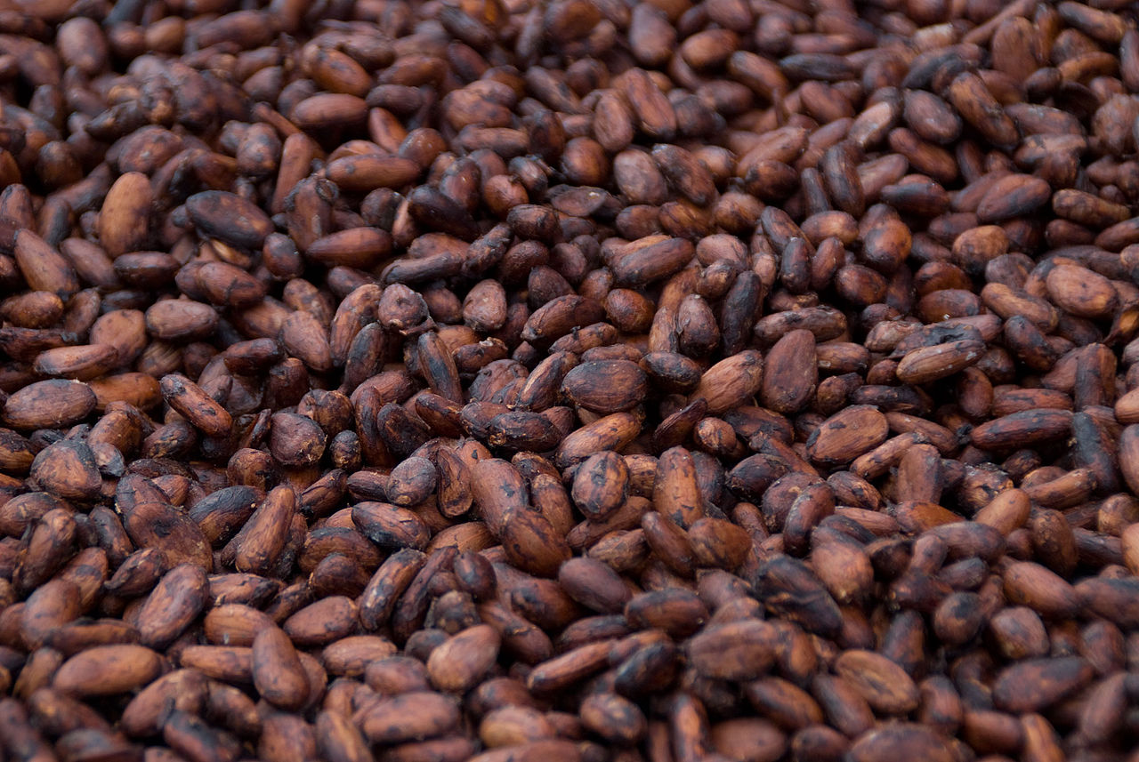 Fèves de cacao bio d'Equateur