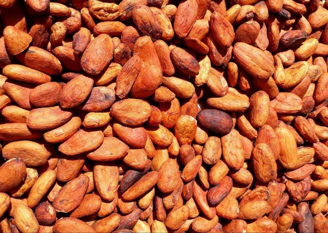 Mexico Lavado Cermonial Xocolatl Cacao Sin Fermentar Masa Al Por Mayor 1kg