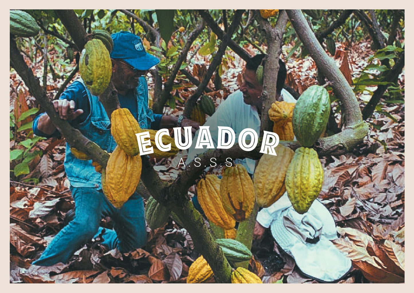 Ecuador ASSS Cacao Cacao en Grano 1kg